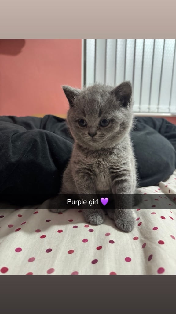 1 Beautiful British Shorthair Girl