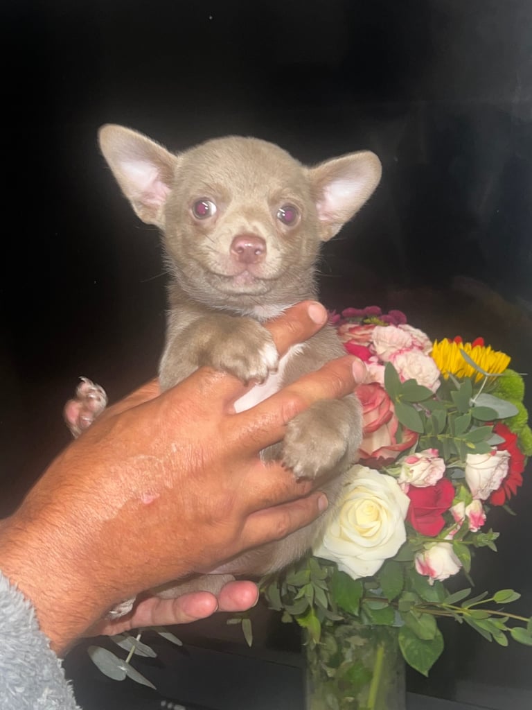 Chihuahua puppy’s 