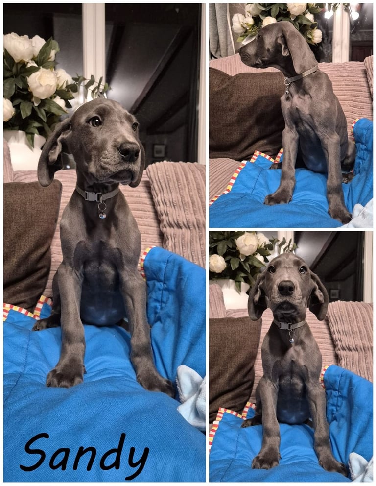 Great Dane puppies reduced 