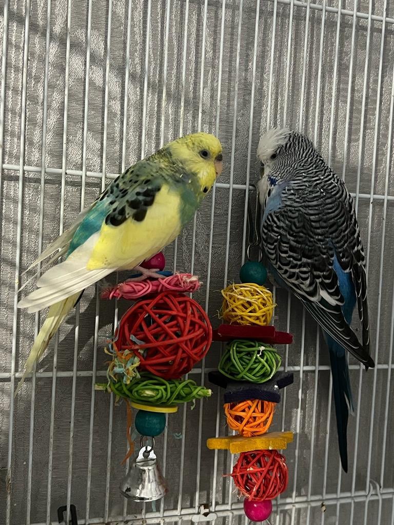 2 Budgies With Toys & Cage For Sale