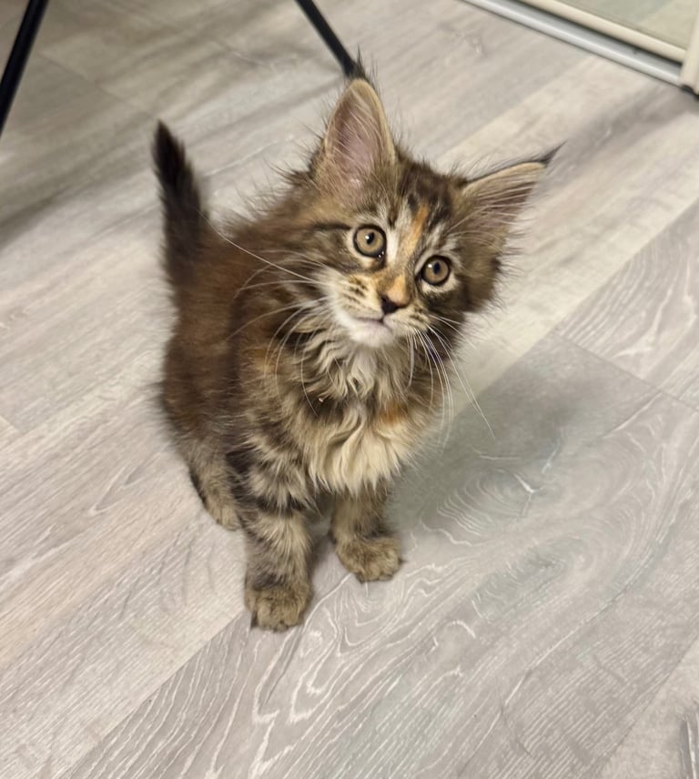 Pedigree Maine Coon Kittens *1 Girl Left*