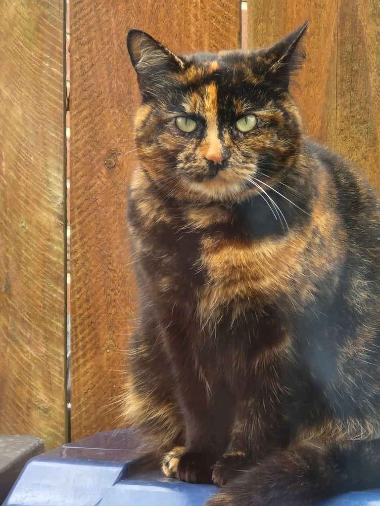 BEAUTIFUL TORTY SAGE 