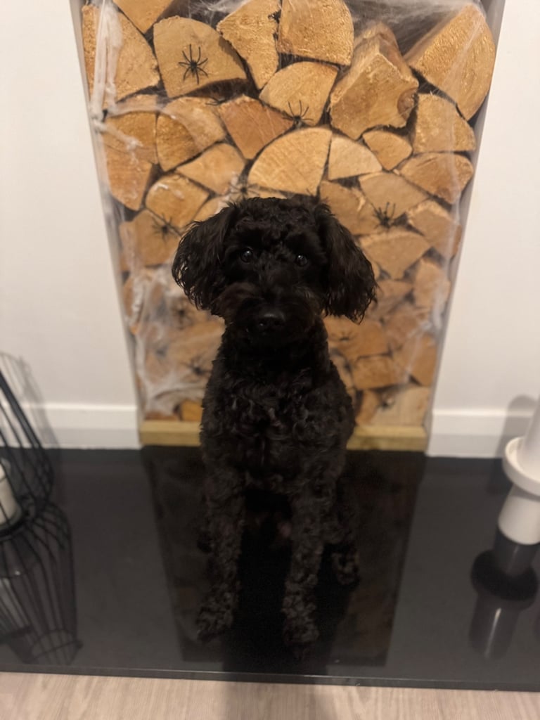 Cockapoo Puppy for rehoming