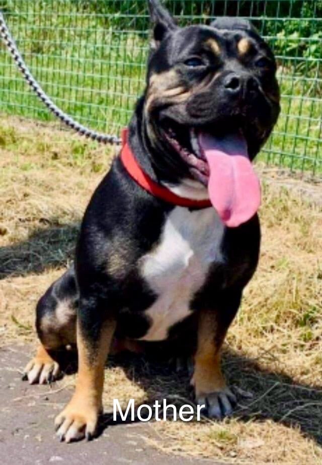 Bulldog/staffy mix 