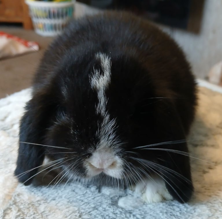 Stunning mini lop baby rabbits 