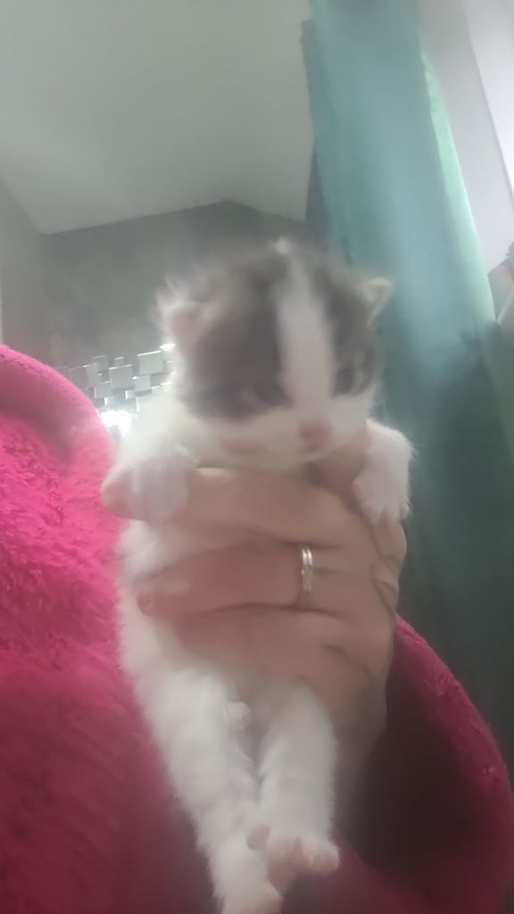 8 week old beautiful kittens