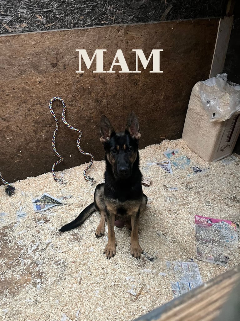 German Shepard Puppies