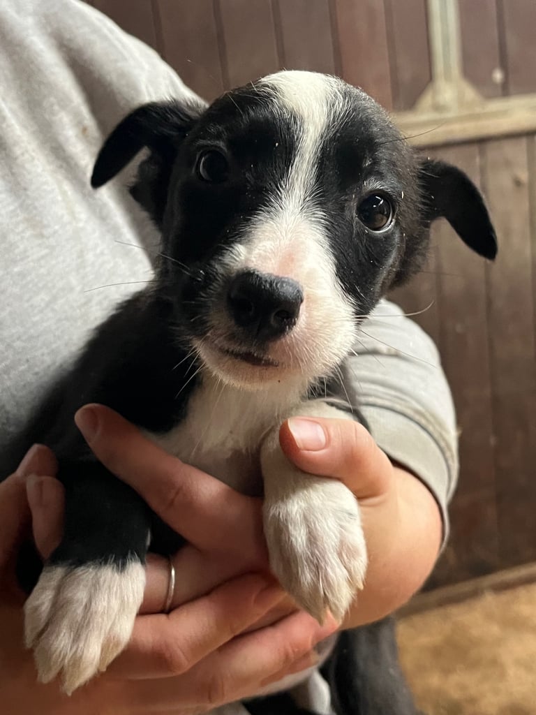 image for Adorable Collie Puppies