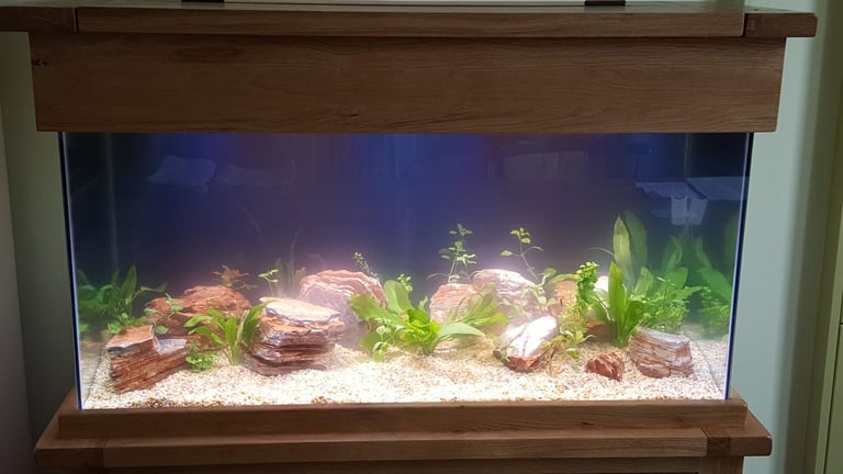 Aqua Oak 200L aquarium and accessories