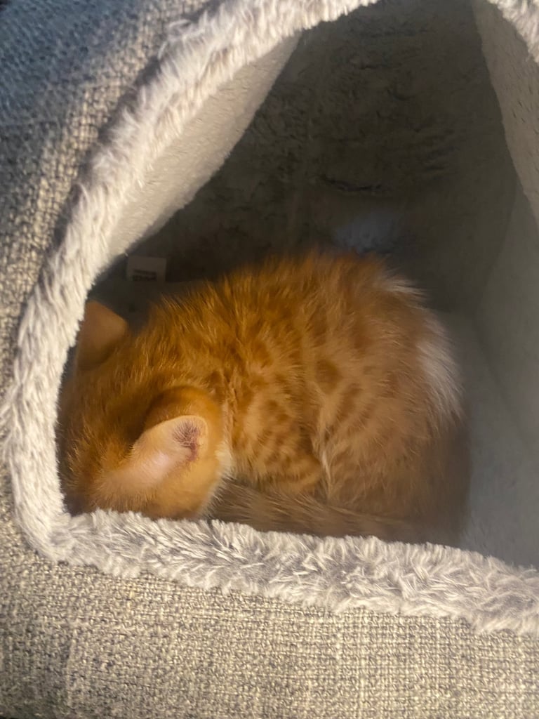 Male White And Ginger Kitten Ready For A New Home 🏡 