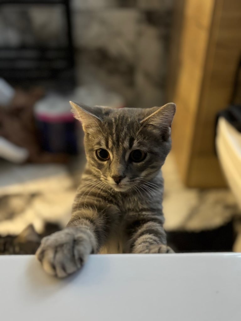 Half Siberian Half British shorthair