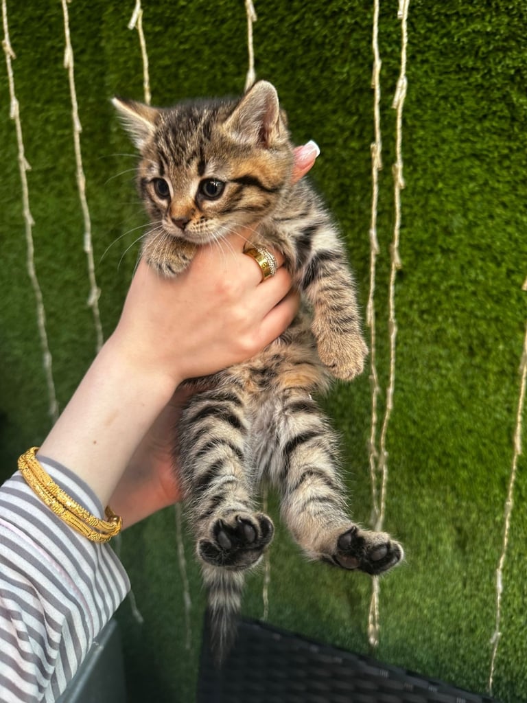 Kittens for sale 