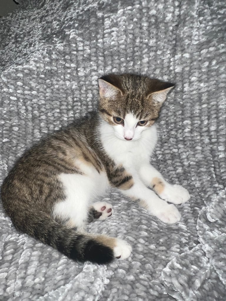Male kitten looking for his forever home