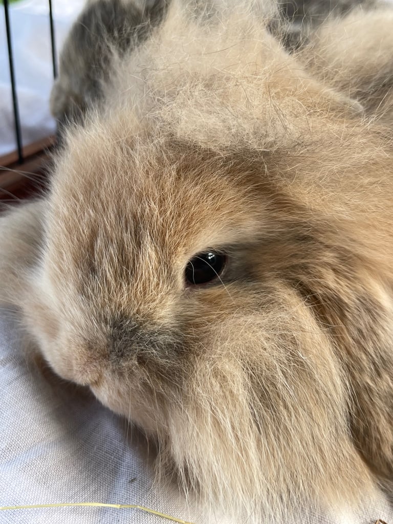 Mini Lion Lop Babies - 1 boy left 
