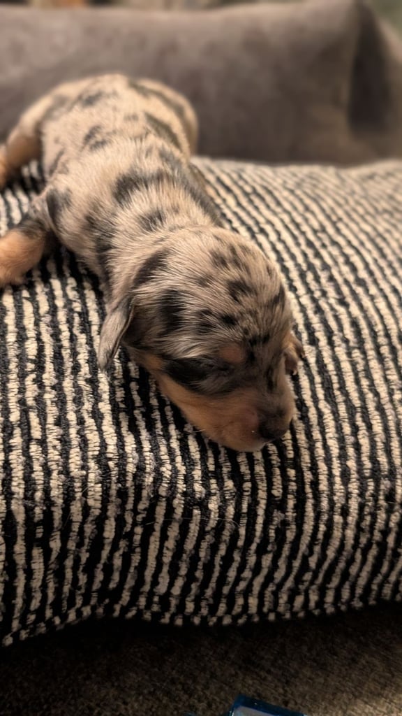 image for Dachshund pups