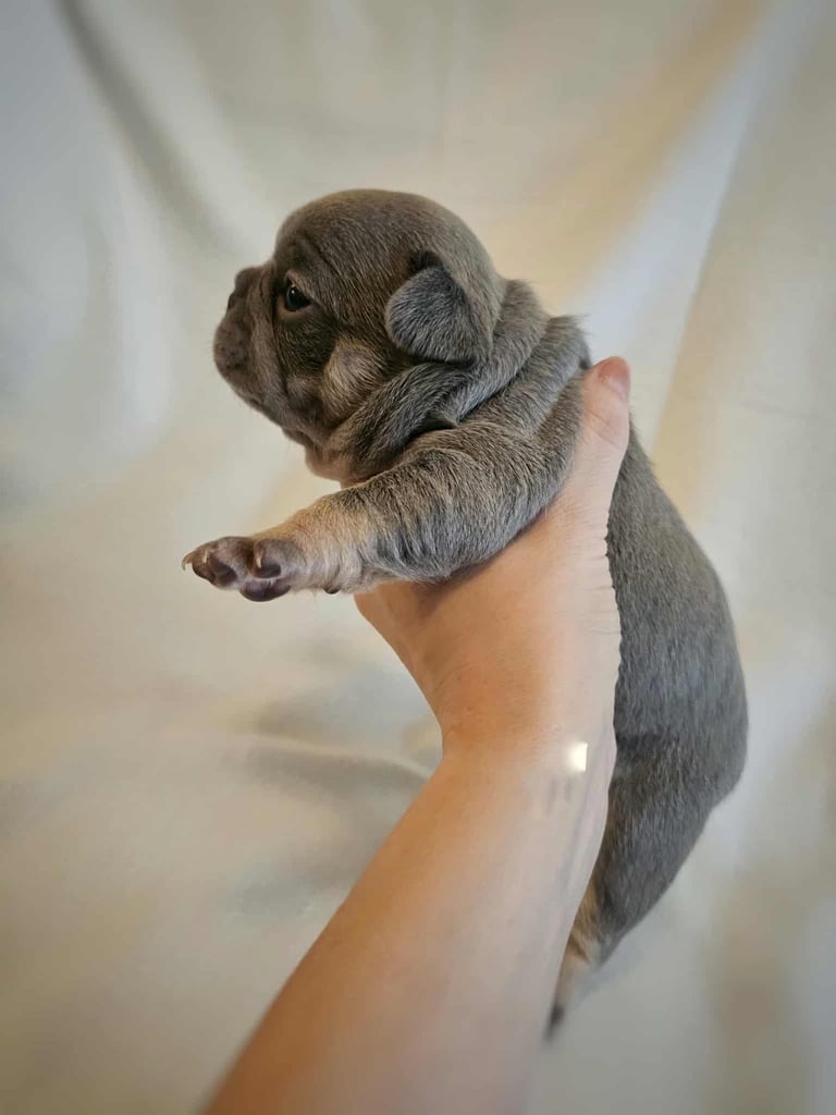 Generational Health tested French Bulldog Puppies (Only one boy and One Girl Left)