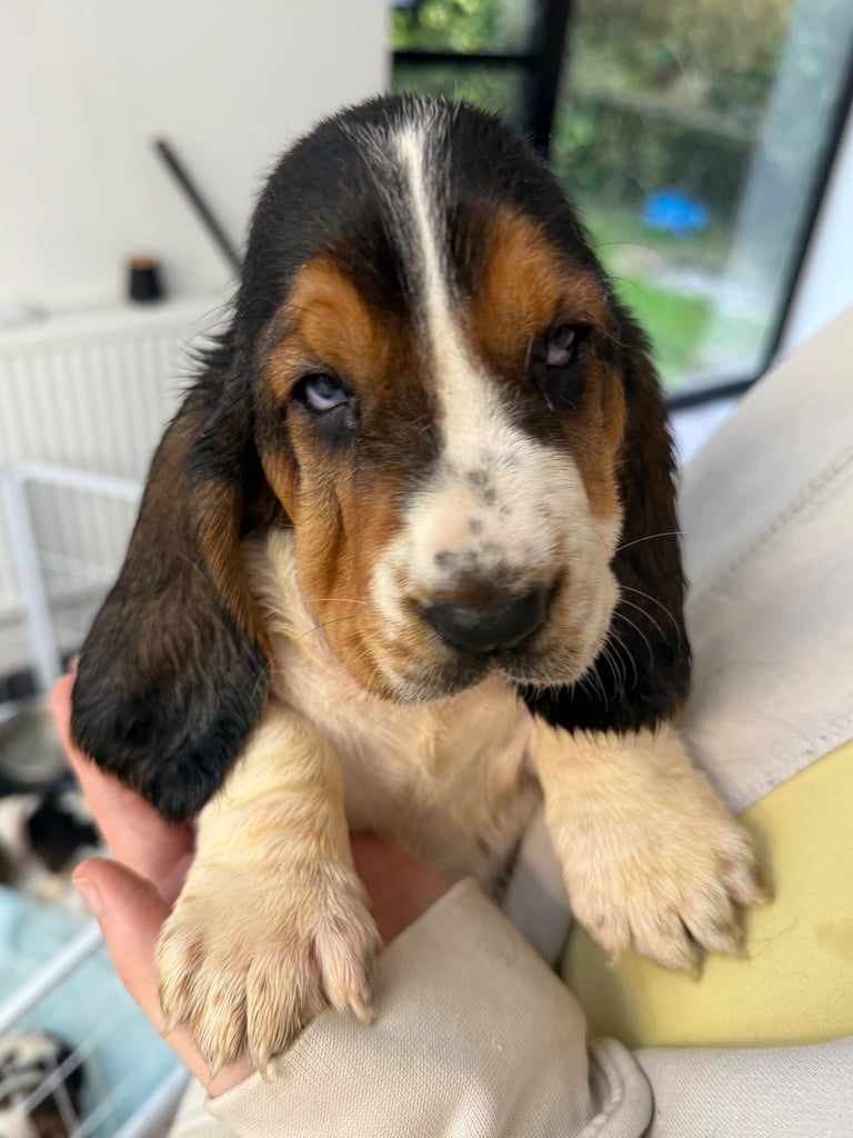 Chunky Bassett Hound Puppies 