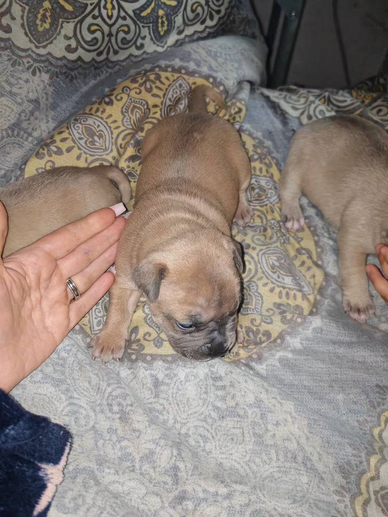 Gorgeous Puppies for sale 