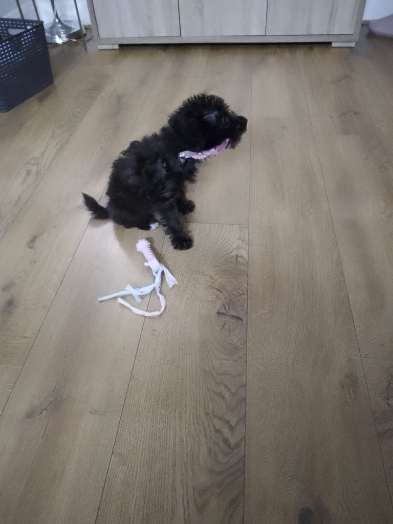 Shihpoo female puppy for sale