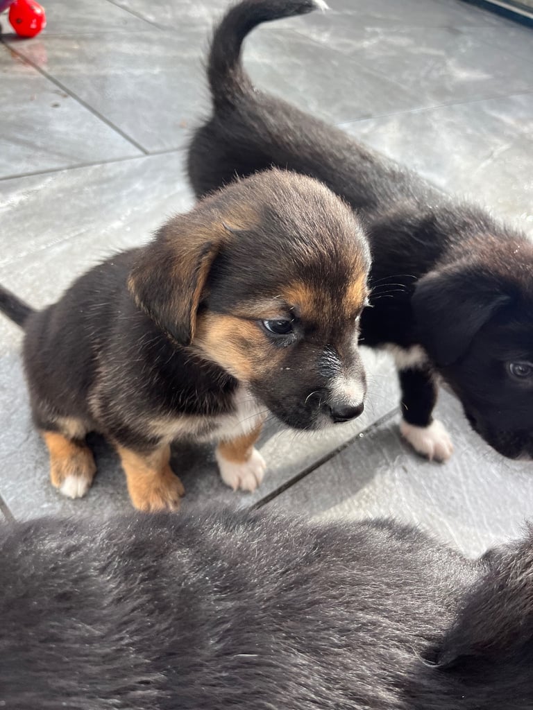 Labradors x Puppies for sale