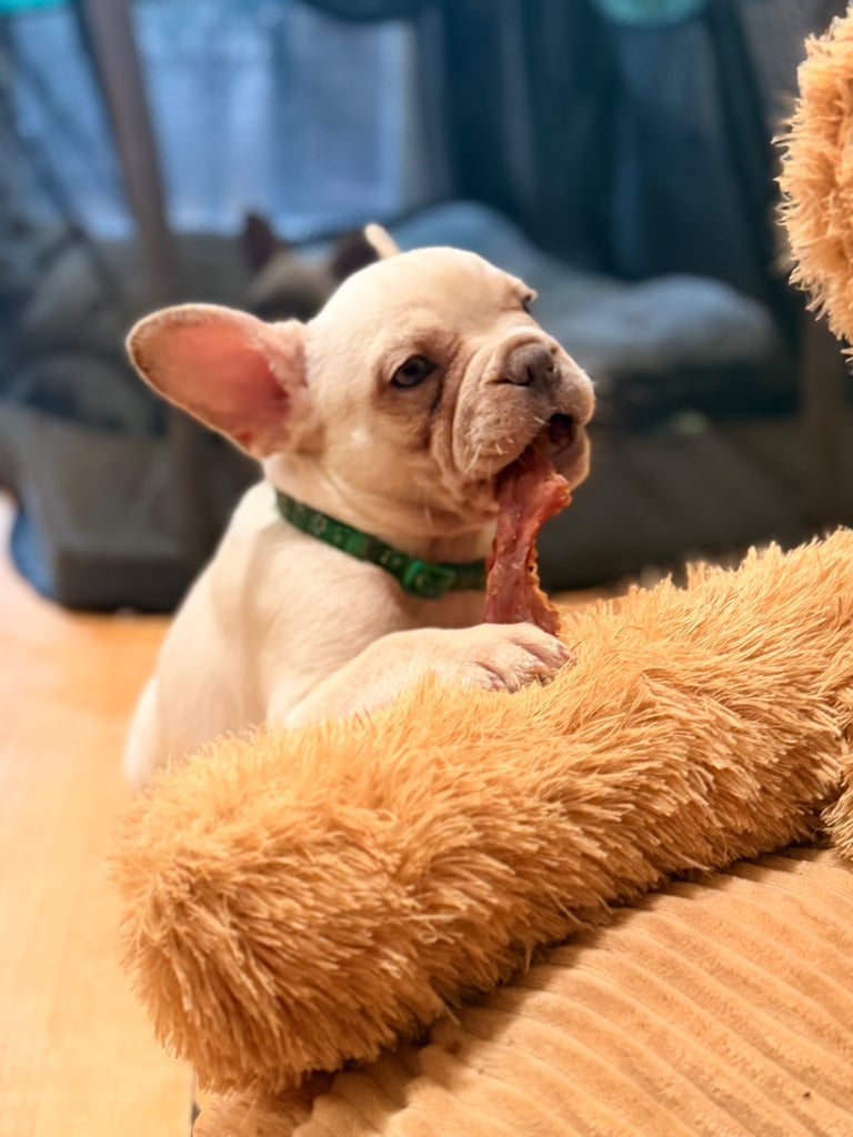 Beautiful White Frenchies READY NOW