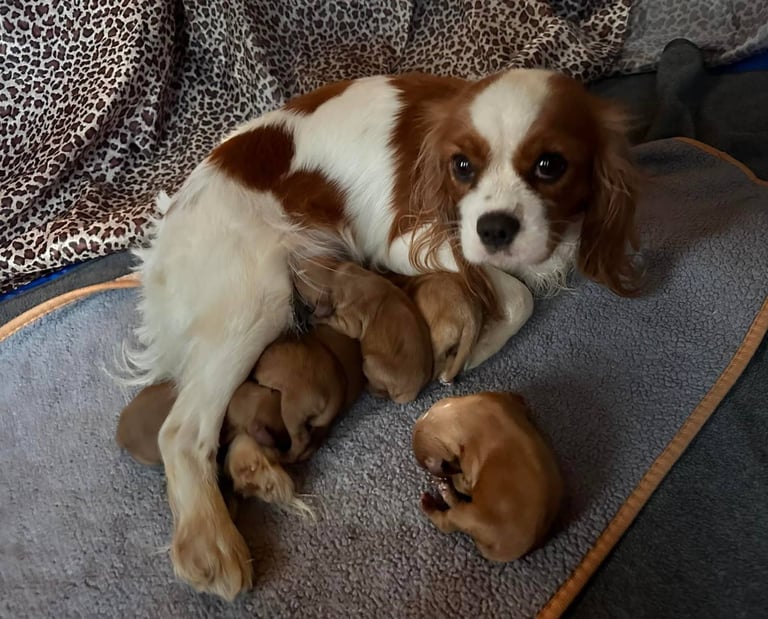 Cavalier King Charles spaniel puppies ready now