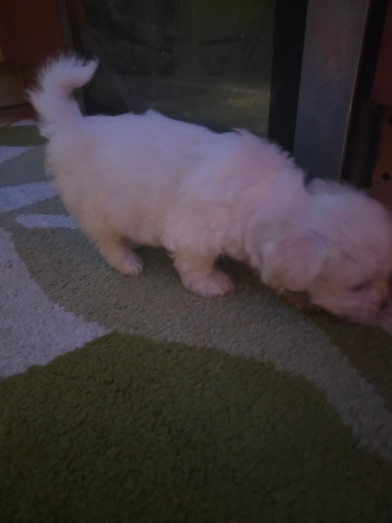 Puppy Maltese 8 weeks old ready to go now!