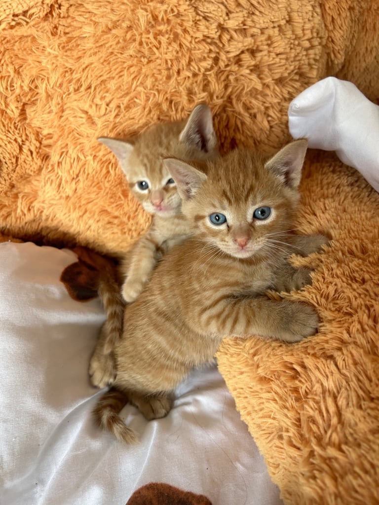 Kittens ready now 