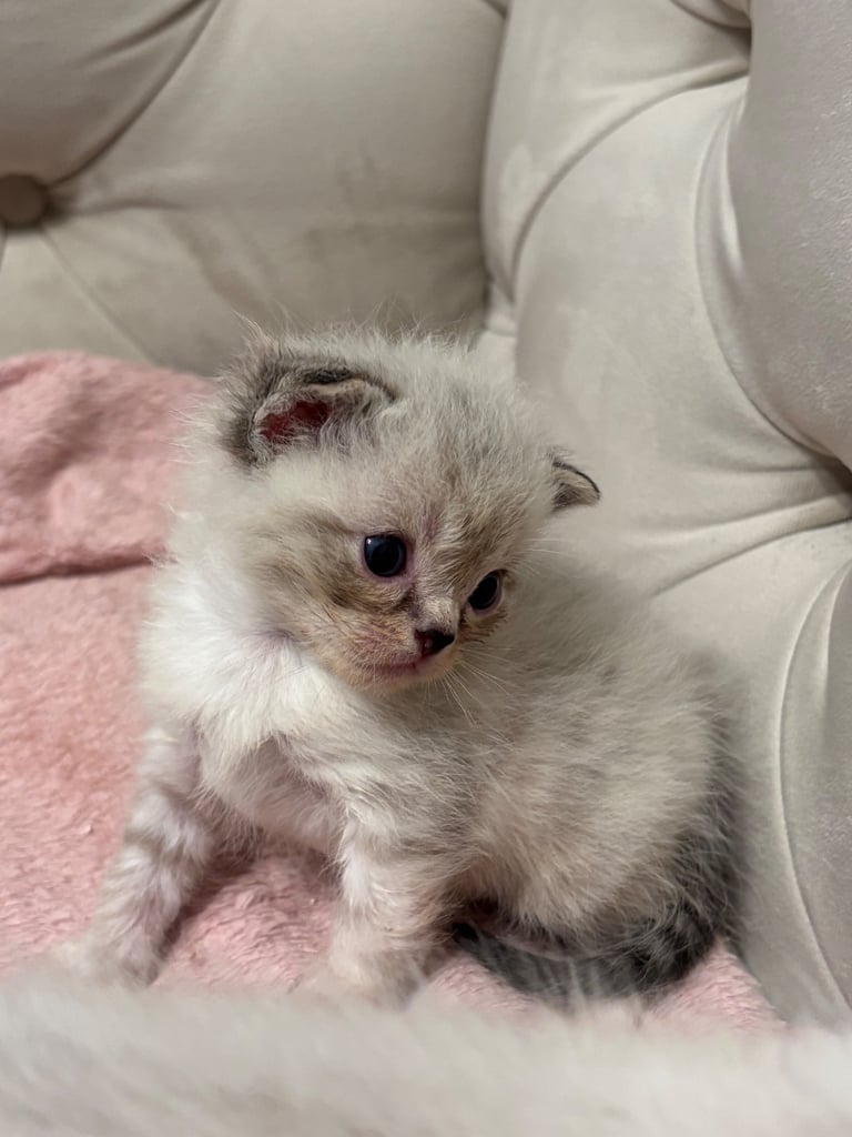 ONLY 2 LEFT! 🐾✨ Adorable Persian × Bengal Kittens Looking for Loving Homes! ✨🐾