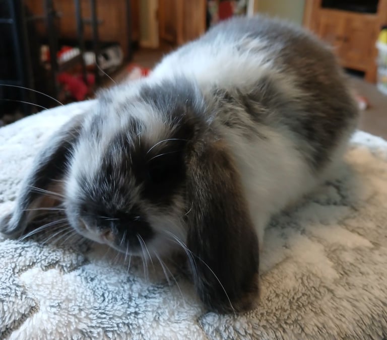 Stunning mini lop baby rabbits 
