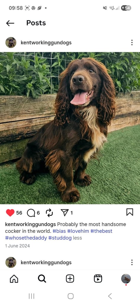 Cocker Spaniel puppies for sale