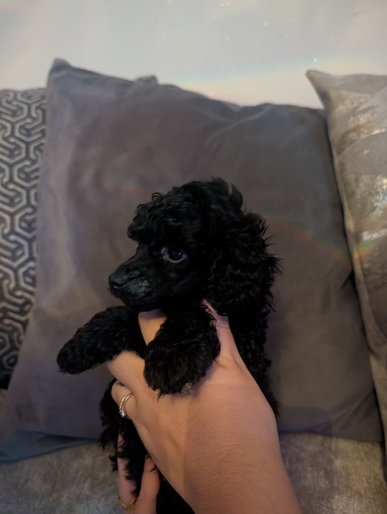 Toy poodle 