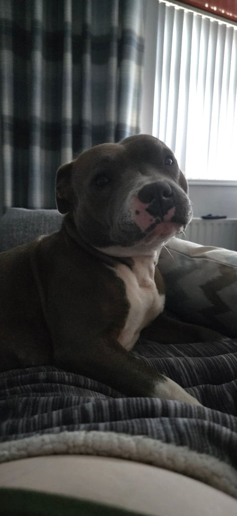 Male Staffy Needs a loving Home 