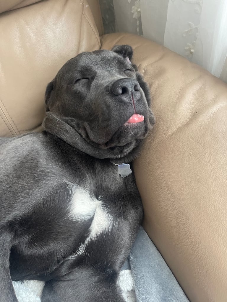 Healthy 1-Year-Old Female Cane Corso- Looking for a loving Home