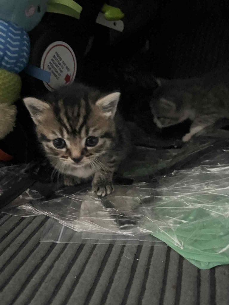 4 tabby kittens for sale