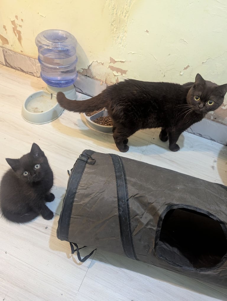 Chocolate BSH Kitten – Ready Now,!