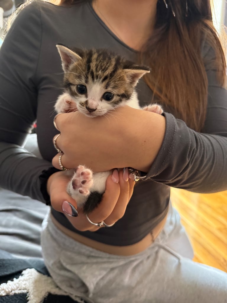 image for Female kitten 