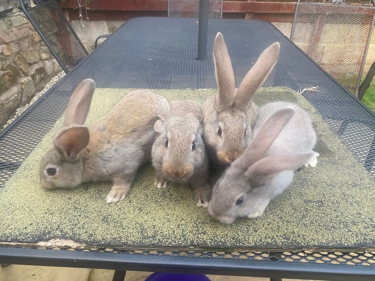 Baby continental giant rabbits