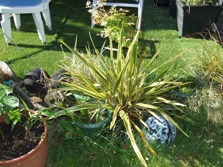 TREES/shrubs/plants in pots from £5 .