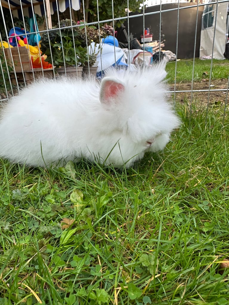 Lionhead rabbit 