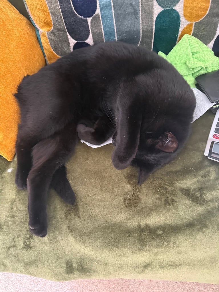 Bombay Cat