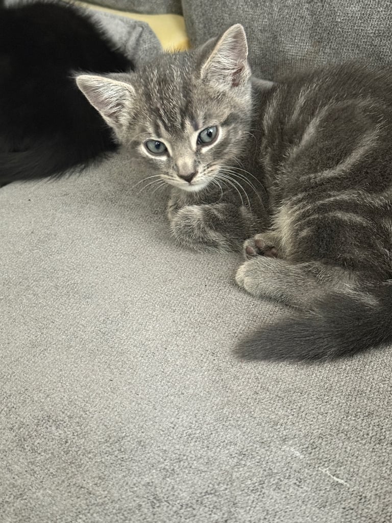 Kittens 