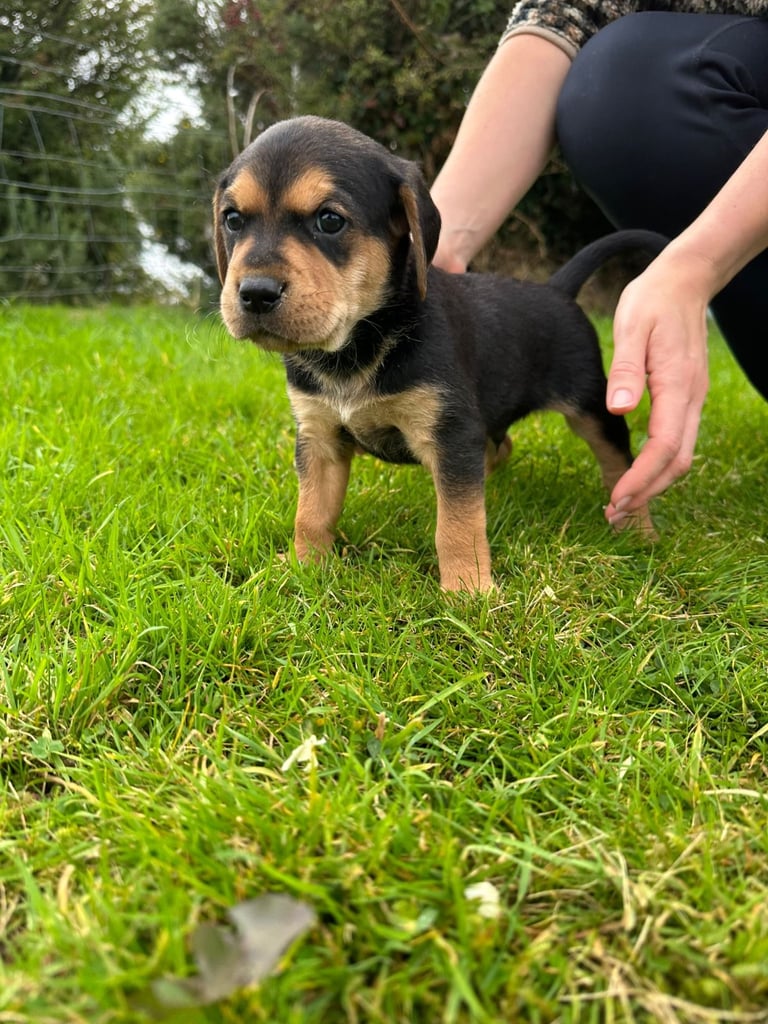 Golden retriever x red pointer(1 male pup left)