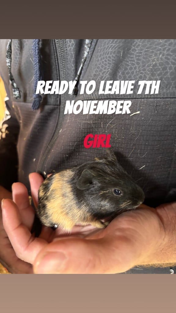  2 baby guinea pigs 