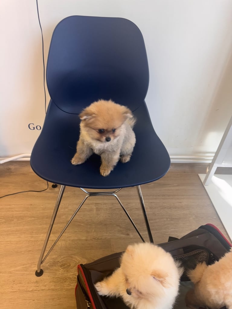 Small teddy Pomeranian puppy boy (brown) 
