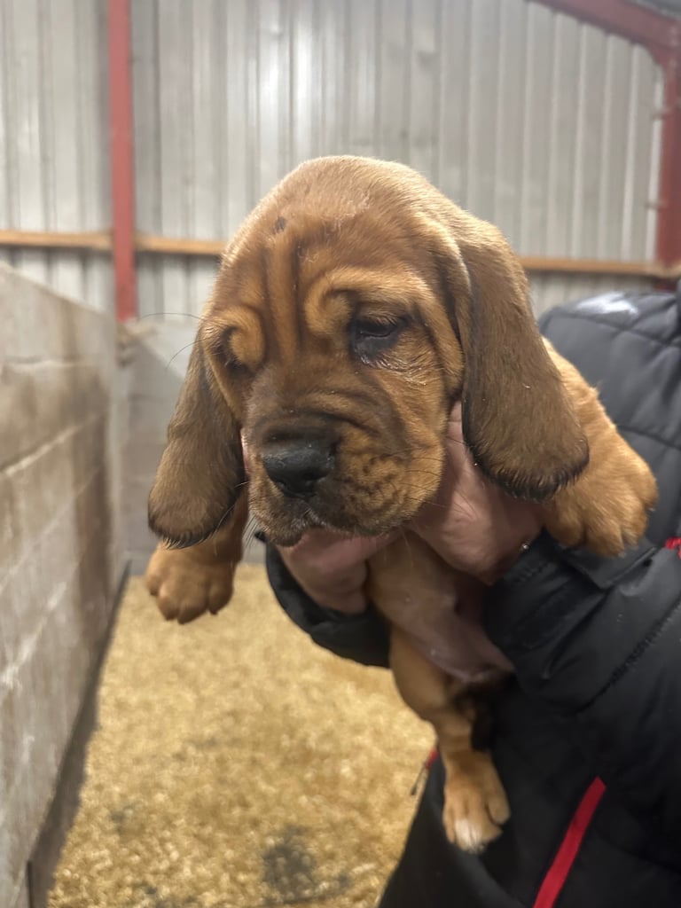 Dogue de Bordeaux cross  (female )