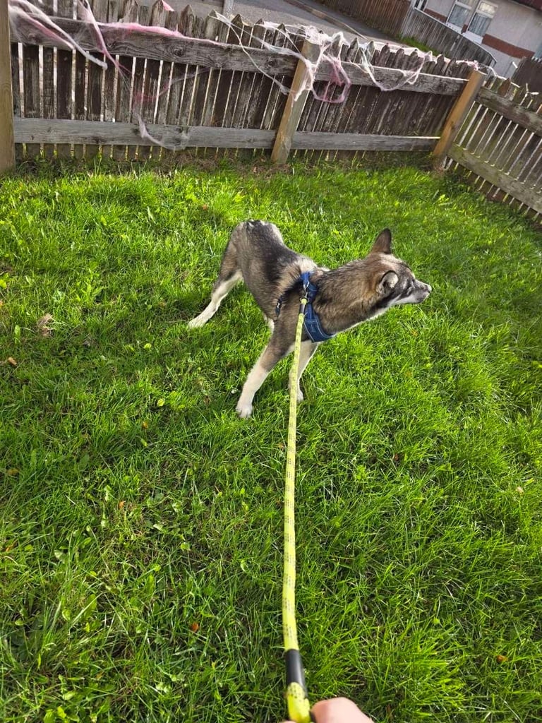 Siberian husky 6 months old