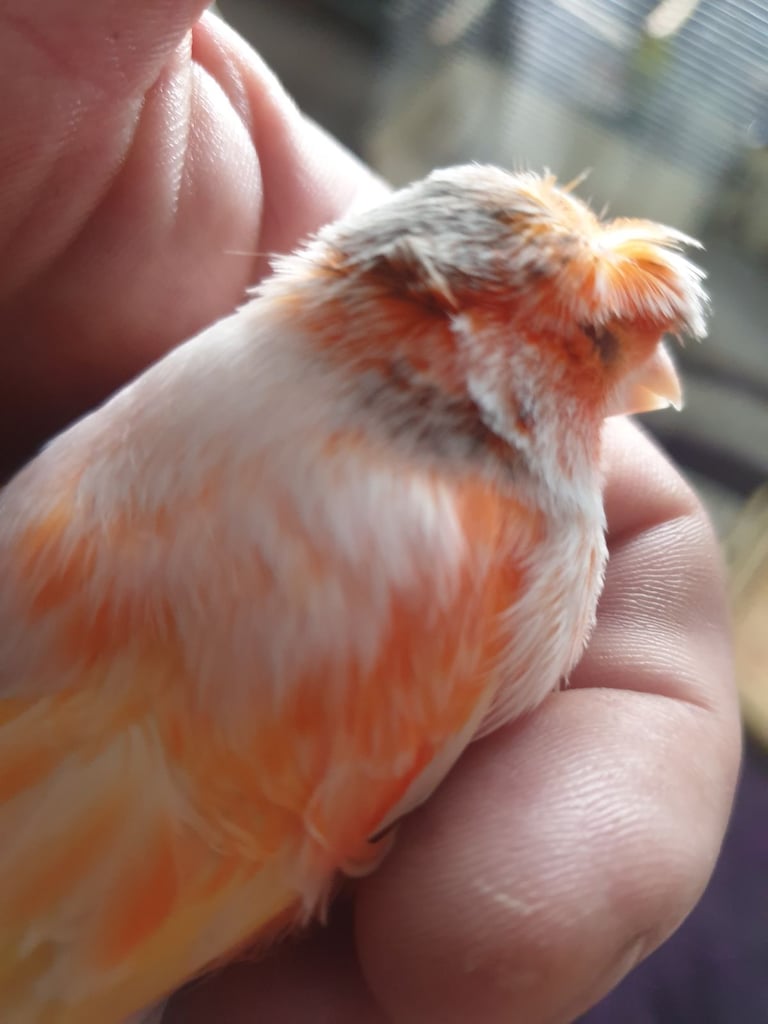 Canrys  budgies  cocktails 