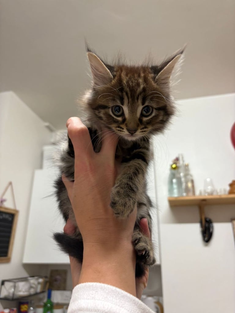 Cute tabby kittens looking lovely home