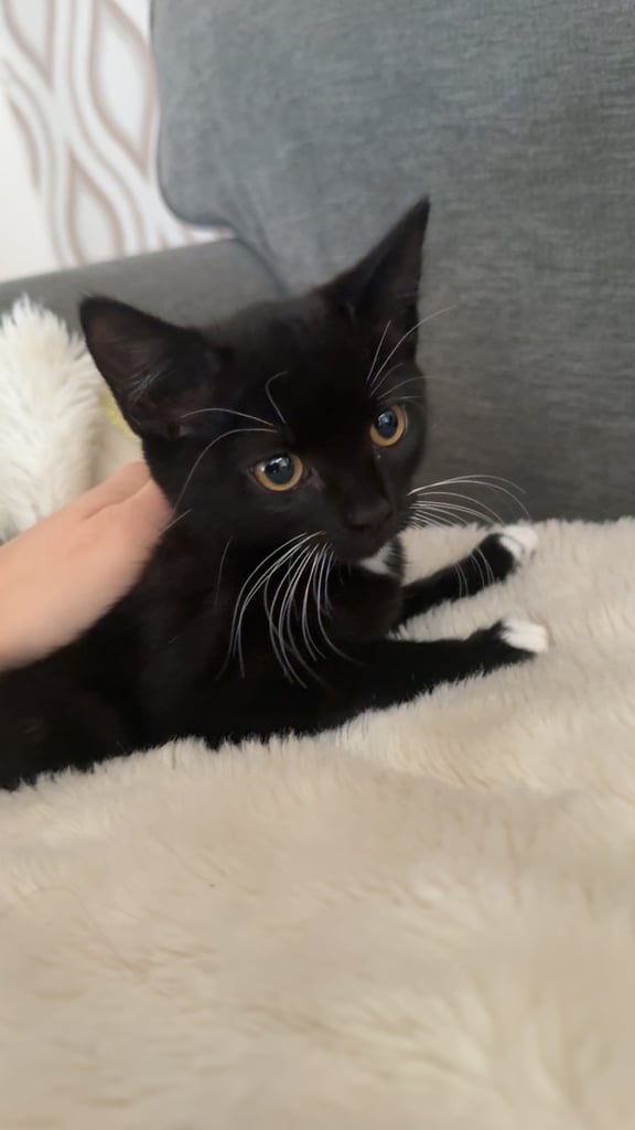image for Kittens for sale 